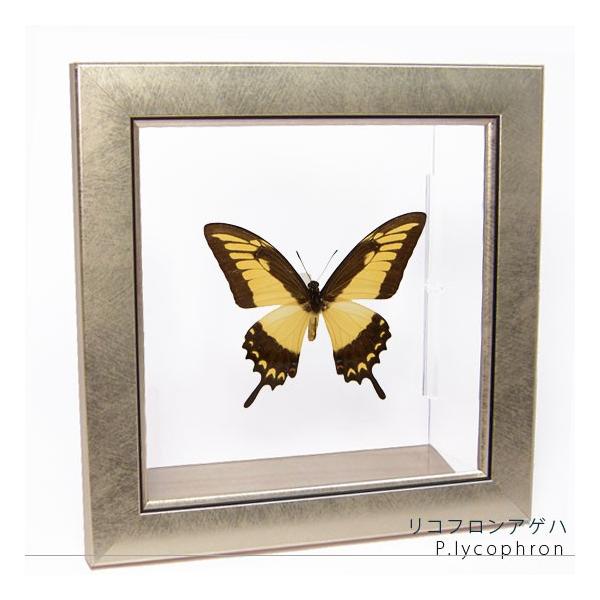 ●「昆虫界の職人」とも言えるプロの展翅人が、メタル風にデザインされたシャープな木製フレームにリコフロンアゲハを美しくディスプレイした新感覚の標本です。額フレームは置き型タイプです。フレーム正面に加え、上下左右ともにスケルトンタイプの透明なア...