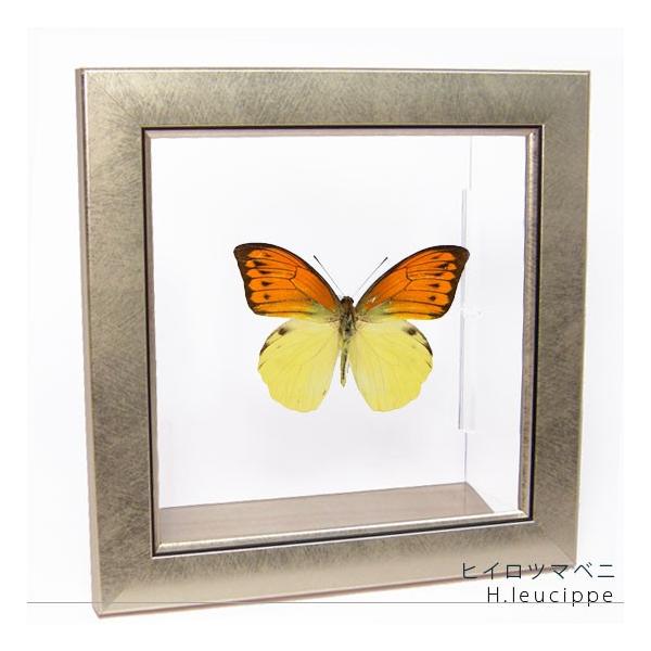 蝶の標本 二つ Amazon.co.jp: 昆虫標本箱（ドイツ箱）昭和55年からの実績