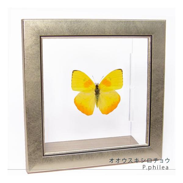 ●「昆虫界の職人」とも言えるプロの展翅人が、メタル風にデザインされたシャープな木製フレームにオオウスキシロチョウを美しくディスプレイした新感覚の標本です。額フレームは置き型タイプです。フレーム正面に加え、上下左右ともにスケルトンタイプの透明...