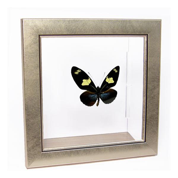 ●「昆虫界の職人」とも言えるプロの展翅人が、メタル風にデザインされたシャープな木製フレームにドリスドクチョウを美しくディスプレイした新感覚の標本です。額フレームは置き型タイプです。フレーム正面に加え、上下左右ともにスケルトンタイプの透明なア...