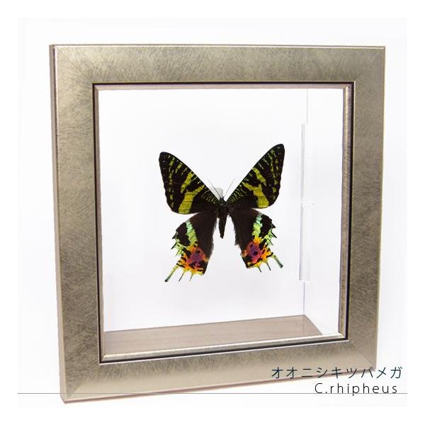 ●「昆虫界の職人」とも言えるプロの展翅人が、メタル風にデザインされたシャープな木製フレームにオオニシキツバメガを美しくディスプレイした新感覚の標本です。額フレームは置き型タイプです。フレーム正面に加え、上下左右ともにスケルトンタイプの透明な...