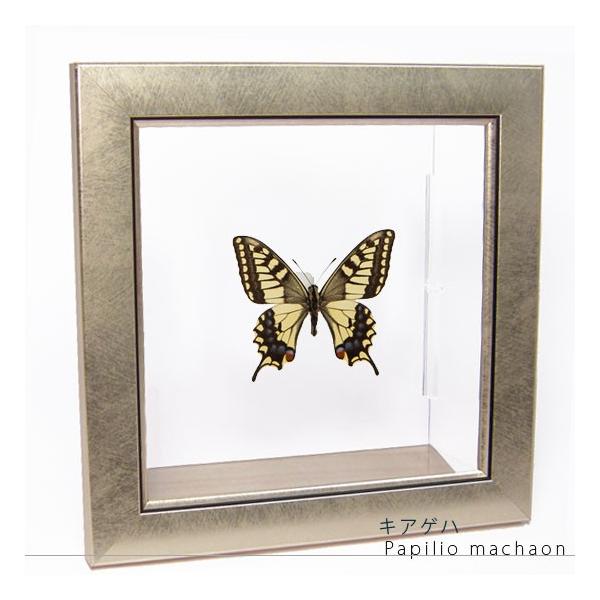 ●「昆虫界の職人」とも言えるプロの展翅人が、メタル風にデザインされたシャープな木製フレームにキアゲハを美しくディスプレイした新感覚の標本です。額フレームは置き型タイプです。フレーム正面に加え、上下左右ともにスケルトンタイプの透明なアクリル板...