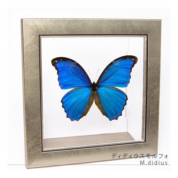 ●「昆虫界の職人」とも言えるプロの展翅人が、メタル風にデザインされたシャープな木製フレームにディディウスモルフォを美しくディスプレイした新感覚の標本です。額フレームは置き型タイプです。フレーム正面に加え、上下左右ともにスケルトンタイプの透明...