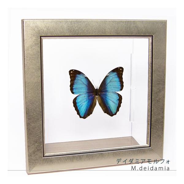●「昆虫界の職人」とも言えるプロの展翅人が、メタル風にデザインされたシャープな木製フレームにデイダミアモルフォを美しくディスプレイした新感覚の標本です。額フレームは置き型タイプです。フレーム正面に加え、上下左右ともにスケルトンタイプの透明な...