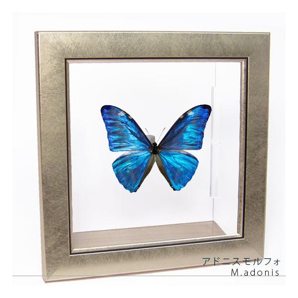 ●「昆虫界の職人」とも言えるプロの展翅人が、メタル風にデザインされたシャープな木製フレームにアドニスモルフォを美しくディスプレイした新感覚の標本です。額フレームは置き型タイプです。フレーム正面に加え、上下左右ともにスケルトンタイプの透明なア...