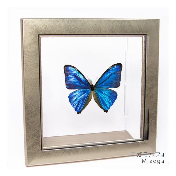 ●「昆虫界の職人」とも言えるプロの展翅人が、メタル風にデザインされたシャープな木製フレームにエガモルフォを美しくディスプレイした新感覚の標本です。額フレームは置き型タイプです。フレーム正面に加え、上下左右ともにスケルトンタイプの透明なアクリ...