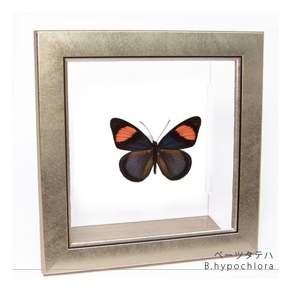 ●「昆虫界の職人」とも言えるプロの展翅人が、メタル風にデザインされたシャープな木製フレームにベーツタテハを美しくディスプレイした新感覚の標本です。額フレームは置き型タイプです。フレーム正面に加え、上下左右ともにスケルトンタイプの透明なアクリ...