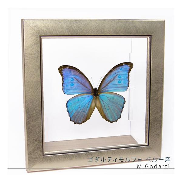 ⚠️トラウター商品⚠️ 昆虫標本　モルフォチョウ Amazon.co.jp: 蝶の標本 アナクシビアモルフォ Morpho anaxiBia