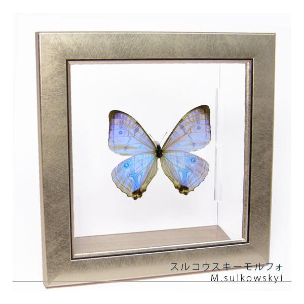 ●「昆虫界の職人」とも言えるプロの展翅人が、メタル風にデザインされたシャープな木製フレームにスルコウスキーモルフォを美しくディスプレイした新感覚の標本です。額フレームは置き型タイプです。フレーム正面に加え、上下左右ともにスケルトンタイプの透...