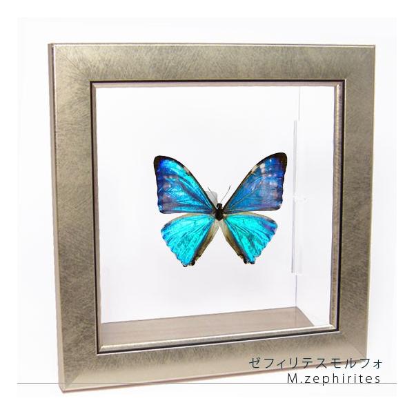 蝶標本　まる・リクエスト 蝶標本 まる様 専用・リクエスト 標本