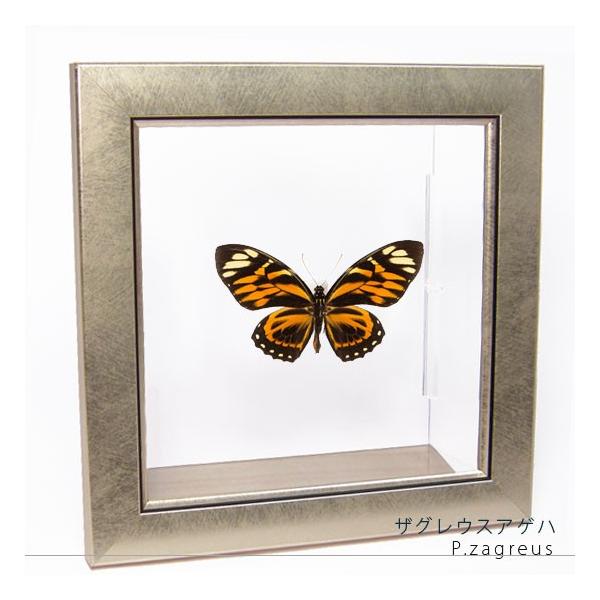 ●「昆虫界の職人」とも言えるプロの展翅人が、メタル風にデザインされたシャープな木製フレームにザグレウスアゲハを美しくディスプレイした新感覚の標本です。額フレームは置き型タイプです。フレーム正面に加え、上下左右ともにスケルトンタイプの透明なア...