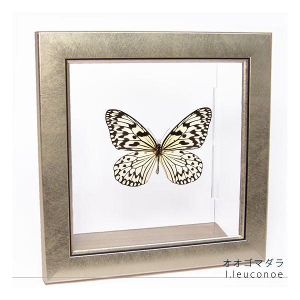 ●「昆虫界の職人」とも言えるプロの展翅人が、メタル風にデザインされたシャープな木製フレームにオオゴマダラを美しくディスプレイした新感覚の標本です。額フレームは置き型タイプです。フレーム正面に加え、上下左右ともにスケルトンタイプの透明なアクリ...