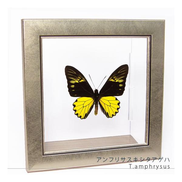 蝶標本 アンフリサスキシタ・ヘレナアゲハ 産地別コレクション研究用 大型ドイツ箱 蝶標本 アンフリサスキシタ・ヘレナアゲハ 産地別コレクション