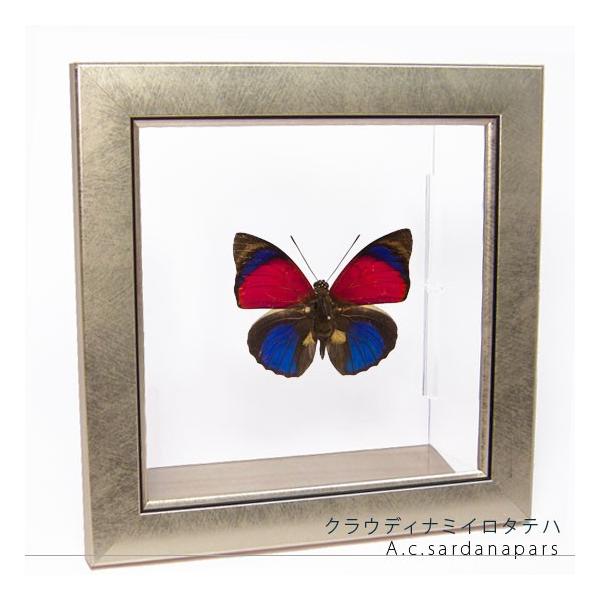 ●「昆虫界の職人」とも言えるプロの展翅人が、メタル風にデザインされたシャープな木製フレームにクラウディナミイロタテハを美しくディスプレイした新感覚の標本です。額フレームは置き型タイプです。フレーム正面に加え、上下左右ともにスケルトンタイプの...