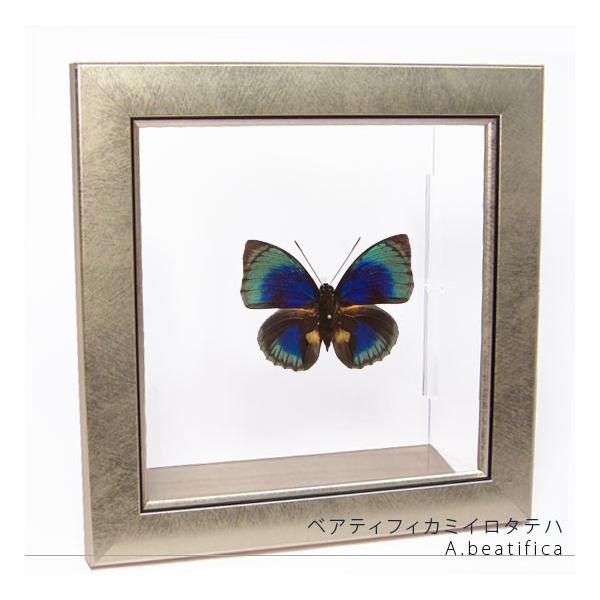 ●「昆虫界の職人」とも言えるプロの展翅人が、メタル風にデザインされたシャープな木製フレームにベアティフィカミイロタテハを美しくディスプレイした新感覚の標本です。額フレームは置き型タイプです。フレーム正面に加え、上下左右ともにスケルトンタイプ...