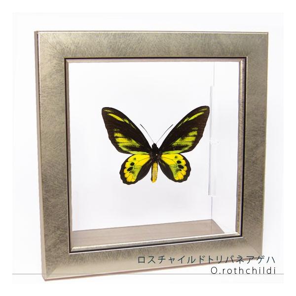 ●「昆虫界の職人」とも言えるプロの展翅人が、メタル風にデザインされたシャープな木製フレームにロスチャイルドトリバネを美しくディスプレイした新感覚の標本です。額フレームは置き型タイプです。フレーム正面に加え、上下左右ともにスケルトンタイプの透...