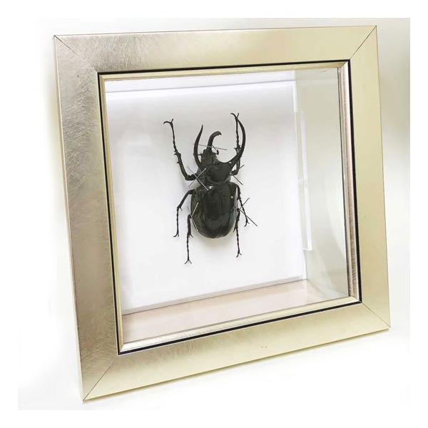 ●「昆虫界の職人」とも言えるプロの展翅人が、メタル風にデザインされたシャープな木製フレームにアトラスカブトを美しくディスプレイした新感覚の標本です。額フレームは置き型タイプです。フレーム正面に加え、上下左右ともにスケルトンタイプの透明なアク...