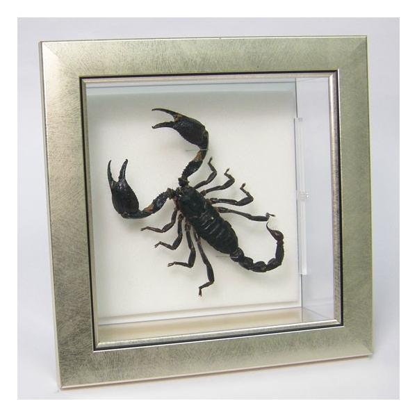 ●「昆虫界の職人」とも言えるプロの展翅人が、メタル風にデザインされたシャープな木製フレームにクロオオサソリを美しくディスプレイした新感覚の標本です。額フレームは置き型タイプです。フレーム正面に加え、上下左右ともにスケルトンタイプの透明なアク...