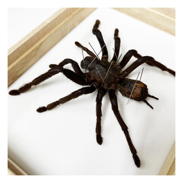 昆虫標本 タランチュラ 桐箱タランチュラのインテリア標本 | JChere