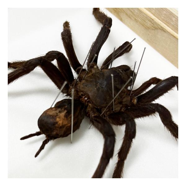 昆虫標本 タランチュラ 桐箱タランチュラのインテリア標本 | JChere