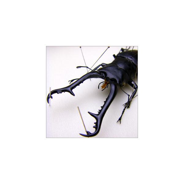 昆虫標本 ギラファノコギリクワガタ 桐箱ギラファ