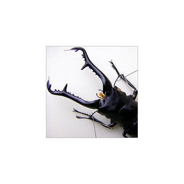 昆虫標本 ギラファノコギリクワガタ 桐箱ギラファ