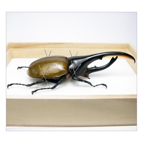 虫の標本 ヘラクレスオオカブト 桐箱 Buyee Buyee 日本の通販商品 オークションの代理入札 代理購入