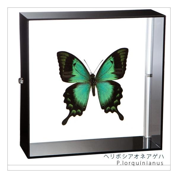 W{ ̕W{ w{VAIlAQn ANt[ 