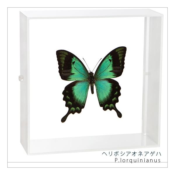 W{ ̕W{ w{VAIlAQn ANt[ 