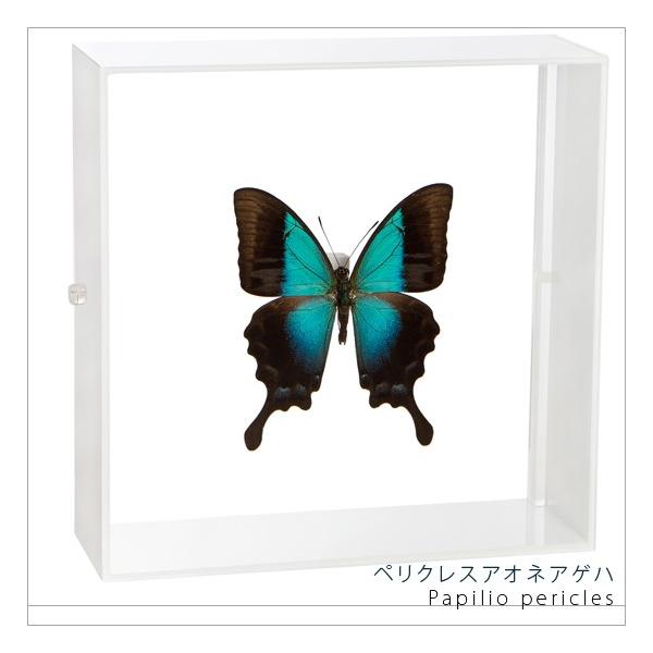 ●「昆虫界の職人」とも言えるプロの展翅人が、シャープで洗練されたデザインのアクリル製カラーフレームにペリクレスアオネアゲハを美しくディスプレイした新感覚の標本です。フレームの両面にはアクリル板を使用しておりますのでチョウの翅の色柄を表からも...