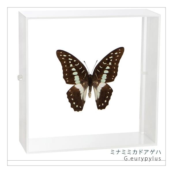 ●「昆虫界の職人」とも言えるプロの展翅人が、シャープで洗練されたデザインのアクリル製カラーフレームにミナミミカドアゲハを美しくディスプレイした新感覚の標本です。フレームの両面にはアクリル板を使用しておりますのでチョウの翅の色柄を表からも裏か...