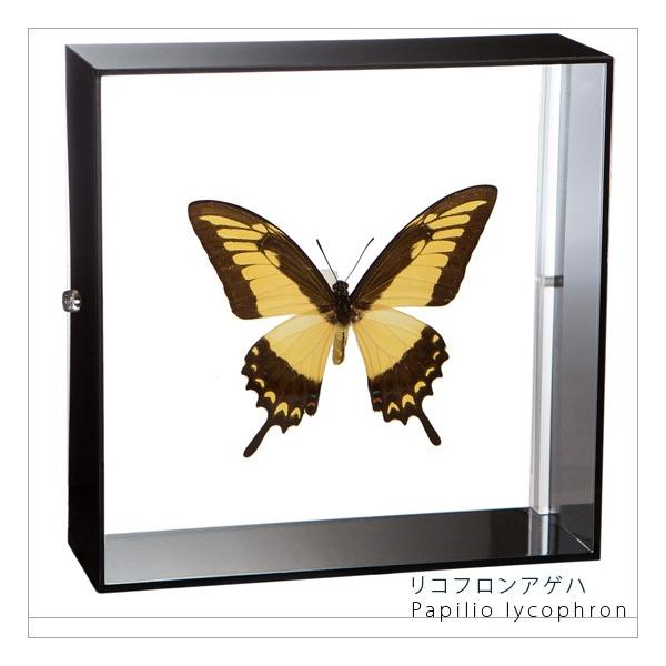 ●「昆虫界の職人」とも言えるプロの展翅人が、シャープで洗練されたデザインのアクリル製カラーフレームにリコフロンアゲハを美しくディスプレイした新感覚の標本です。フレームの両面にはアクリル板を使用しておりますのでチョウの翅の色柄を表からも裏から...