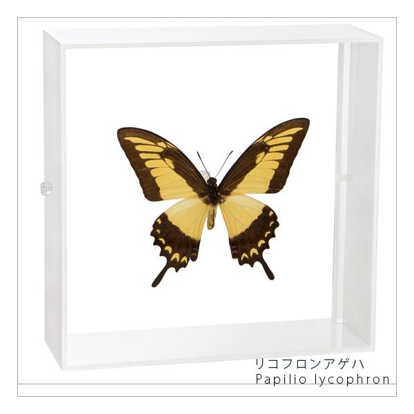 ●「昆虫界の職人」とも言えるプロの展翅人が、シャープで洗練されたデザインのアクリル製カラーフレームにリコフロンアゲハを美しくディスプレイした新感覚の標本です。フレームの両面にはアクリル板を使用しておりますのでチョウの翅の色柄を表からも裏から...