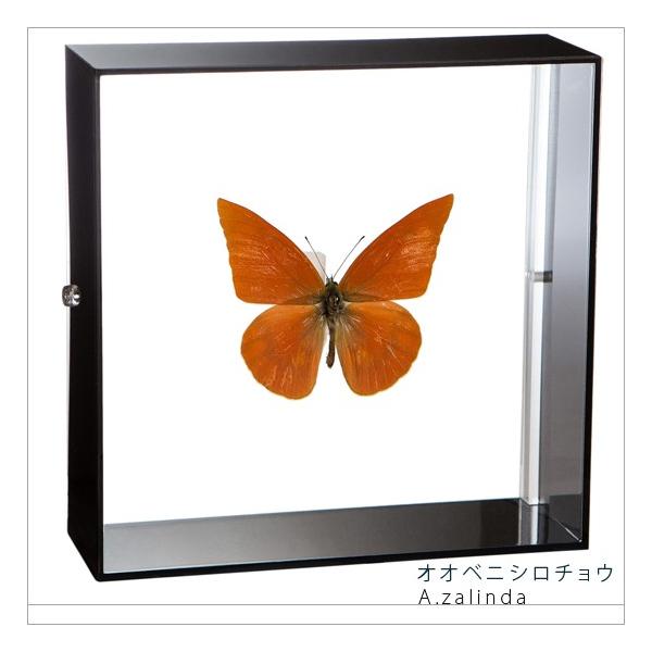 ●「昆虫界の職人」とも言えるプロの展翅人が、シャープで洗練されたデザインのアクリル製カラーフレームにオオベニシロチョウを美しくディスプレイした新感覚の標本です。フレームの両面にはアクリル板を使用しておりますのでチョウの翅の色柄を表からも裏か...
