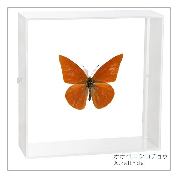 ●「昆虫界の職人」とも言えるプロの展翅人が、シャープで洗練されたデザインのアクリル製カラーフレームにオオベニシロチョウを美しくディスプレイした新感覚の標本です。フレームの両面にはアクリル板を使用しておりますのでチョウの翅の色柄を表からも裏か...