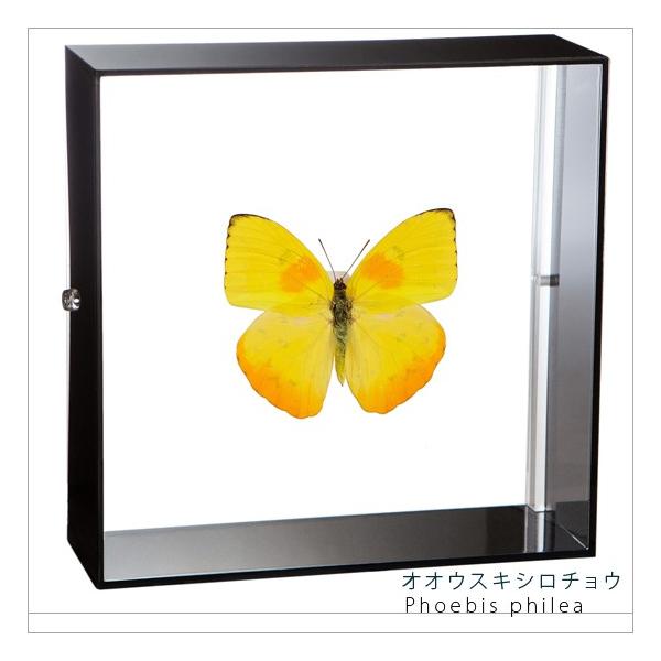 ●「昆虫界の職人」とも言えるプロの展翅人が、シャープで洗練されたデザインのアクリル製カラーフレームにオオウスキシロチョウを美しくディスプレイした新感覚の標本です。フレームの両面にはアクリル板を使用しておりますのでチョウの翅の色柄を表からも裏...