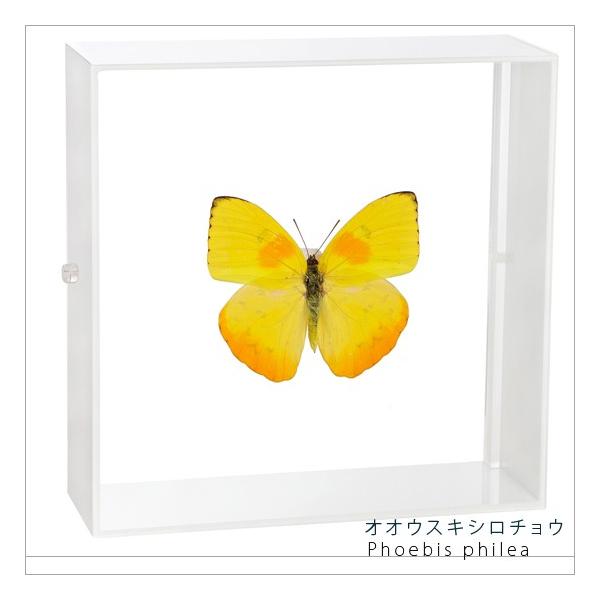 ●「昆虫界の職人」とも言えるプロの展翅人が、シャープで洗練されたデザインのアクリル製カラーフレームにオオウスキシロチョウを美しくディスプレイした新感覚の標本です。フレームの両面にはアクリル板を使用しておりますのでチョウの翅の色柄を表からも裏...