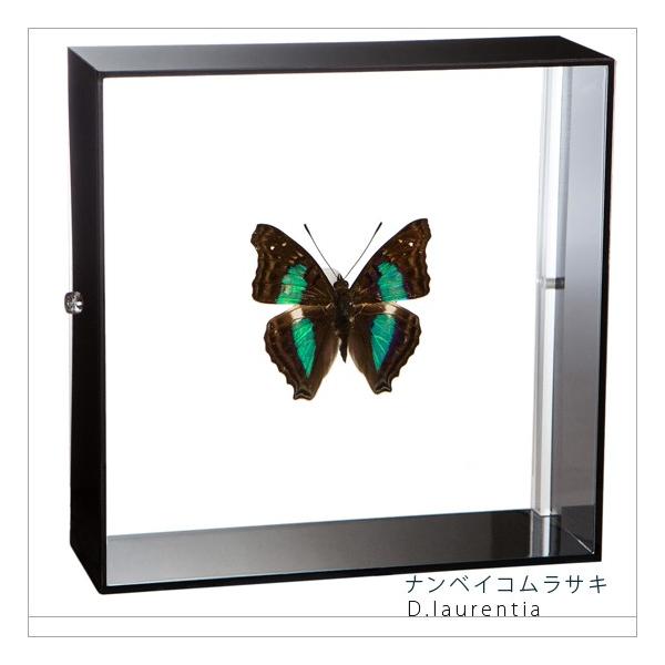 蝶の標本 15匹 木製フレーム 蝶の標本 15匹 木製フレーム