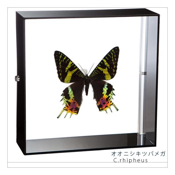 W{ ̕W{ IIjVLcoK ANt[ 