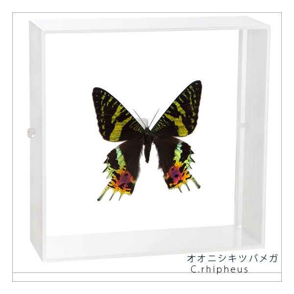 ●「昆虫界の職人」とも言えるプロの展翅人が、シャープで洗練されたデザインのアクリル製カラーフレームにオオニシキツバメガを美しくディスプレイした新感覚の標本です。フレームの両面にはアクリル板を使用しておりますのでチョウの翅の色柄を表からも裏か...
