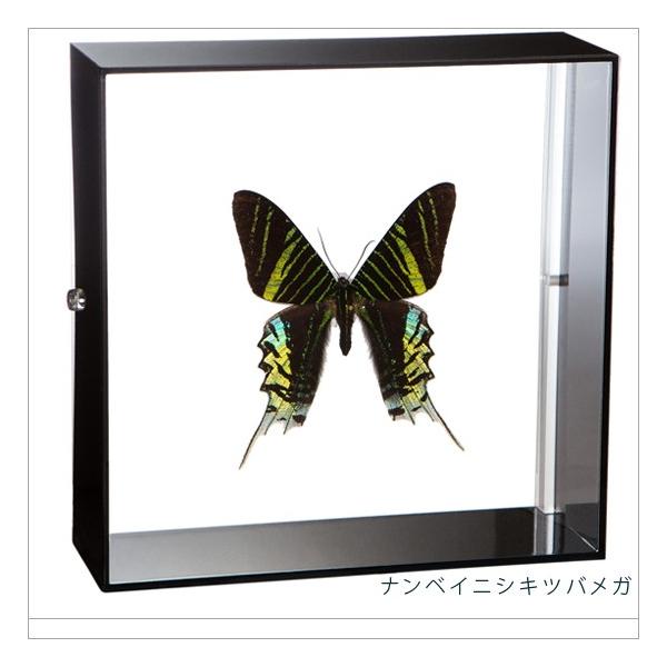 ●「昆虫界の職人」とも言えるプロの展翅人が、シャープで洗練されたデザインのアクリル製カラーフレームにナンベイニシキツバメガを美しくディスプレイした新感覚の標本です。フレームの両面にはアクリル板を使用しておりますのでチョウの翅の色柄を表からも...
