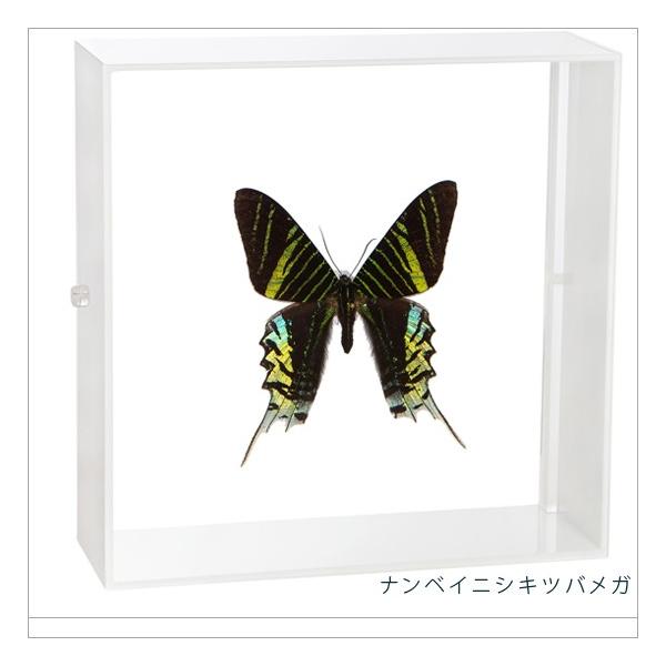 昆虫標本 蝶の標本 ナンベイニシキツバメガ アクリルフレーム 白
