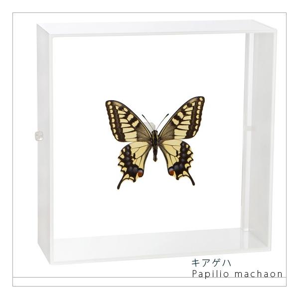 ●「昆虫界の職人」とも言えるプロの展翅人が、シャープで洗練されたデザインのアクリル製カラーフレームにキアゲハを美しくディスプレイした新感覚の標本です。フレームの両面にはアクリル板を使用しておりますのでチョウの翅の色柄を表からも裏からも見るこ...