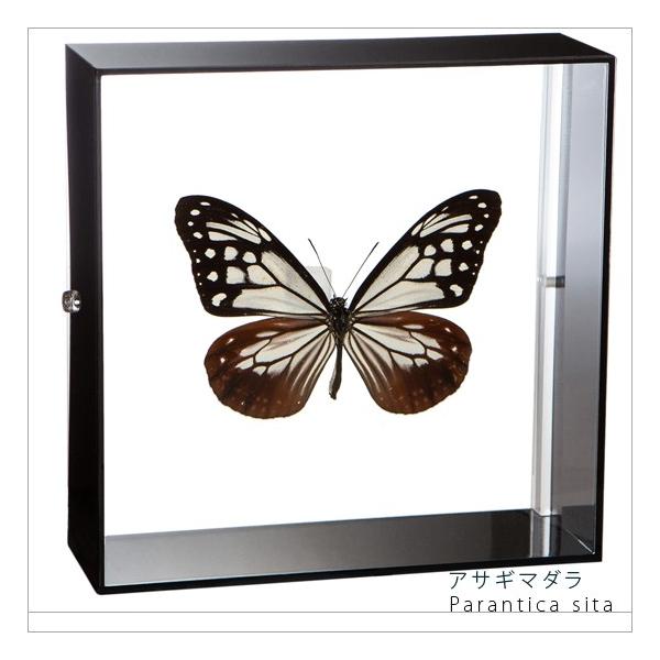 ●「昆虫界の職人」とも言えるプロの展翅人が、シャープで洗練されたデザインのアクリル製カラーフレームにアサギマダラを美しくディスプレイした新感覚の標本です。フレームの両面にはアクリル板を使用しておりますのでチョウの翅の色柄を表からも裏からも見...