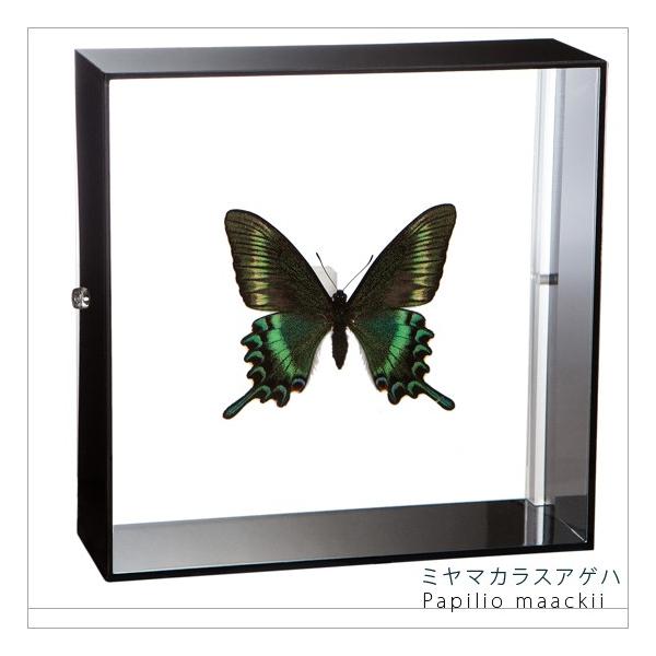 昆虫の標本 カラスアゲハ ゼフィルス ほか 昆虫標本 蝶の標本 ミヤマカラスアゲハ アクリルフレーム 黒