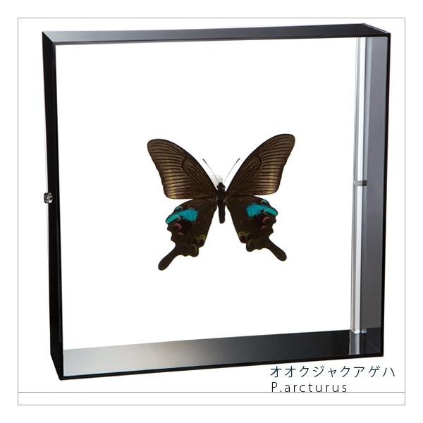 W{ ̕W{ IINWNAQn ANt[ 