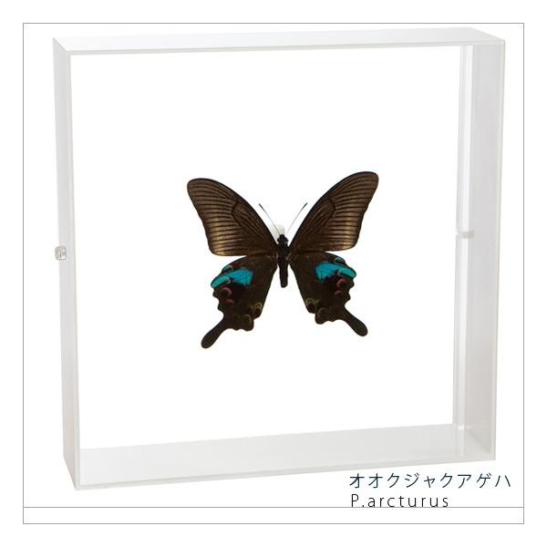 ●「昆虫界の職人」とも言えるプロの展翅人が、シャープで洗練されたデザインのアクリル製カラーフレームにオオクジャクアゲハを美しくディスプレイした新感覚の標本です。フレームの両面にはアクリル板を使用しておりますのでチョウの翅の色柄を表からも裏か...