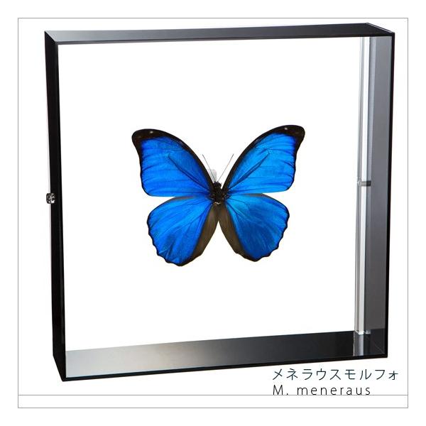 ●「昆虫界の職人」とも言えるプロの展翅人が、シャープで洗練されたデザインのアクリル製カラーフレームにメネラウスモルフォを美しくディスプレイした新感覚の標本です。フレームの両面にはアクリル板を使用しておりますのでチョウの翅の色柄を表からも裏か...