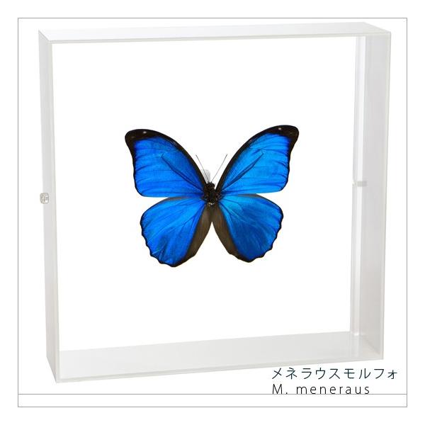 ●「昆虫界の職人」とも言えるプロの展翅人が、シャープで洗練されたデザインのアクリル製カラーフレームにメネラウスモルフォを美しくディスプレイした新感覚の標本です。フレームの両面にはアクリル板を使用しておりますのでチョウの翅の色柄を表からも裏か...