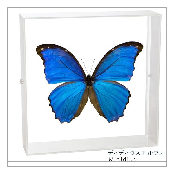 ●「昆虫界の職人」とも言えるプロの展翅人が、シャープで洗練されたデザインのアクリル製カラーフレームにディディウスモルフォを美しくディスプレイした新感覚の標本です。フレームの両面にはアクリル板を使用しておりますのでチョウの翅の色柄を表からも裏...